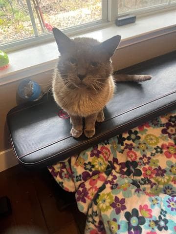 Oscar - Domestic Short Hair