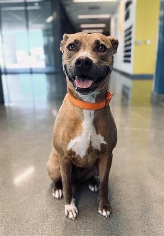 Savannah - Pit Bull Terrier