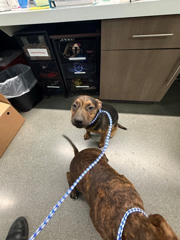 Amie - Pit Bull Terrier