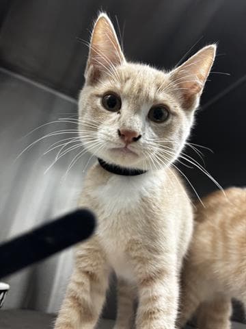 Toby - Domestic Short Hair