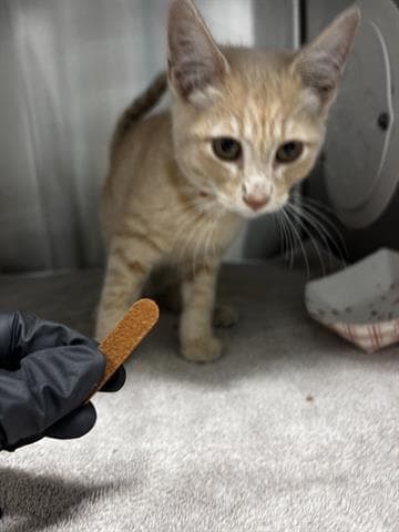 Jax - Domestic Short Hair
