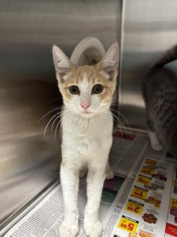 Theo - Domestic Short Hair