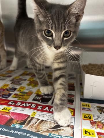 Daniel - Domestic Short Hair