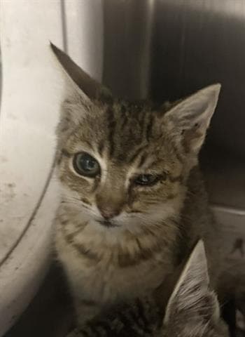 Juliette - Domestic Short Hair