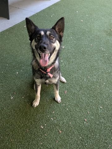 Unknown - German Shepherd Dog