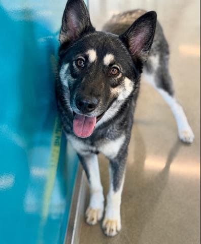 Unknown - German Shepherd Dog