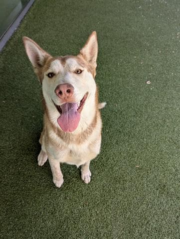 Unknown - Siberian Husky