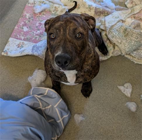 Martin - Pit Bull Terrier