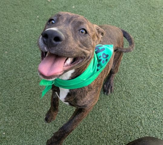Martin - Pit Bull Terrier
