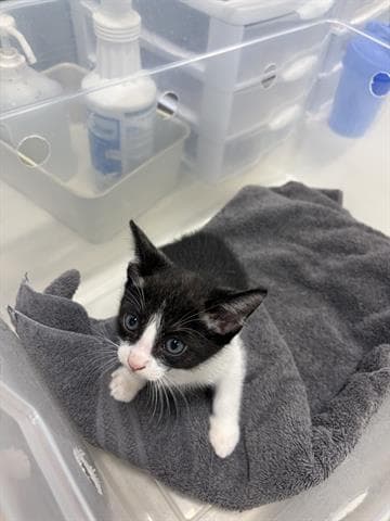 Tango - Domestic Short Hair