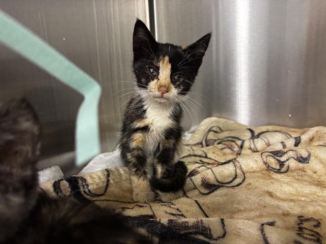 Birdie - Domestic Short Hair