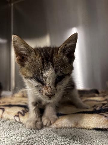 Pete - Domestic Short Hair