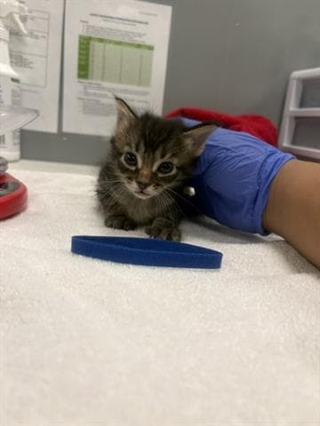 Simon - Domestic Medium Hair