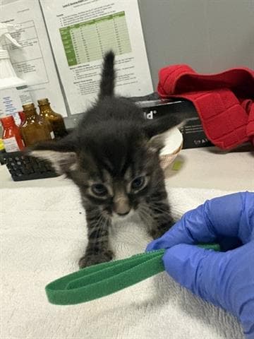 Salem - Domestic Medium Hair