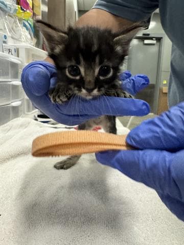 Logan - Domestic Medium Hair