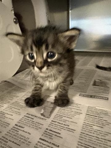 Brice - Domestic Medium Hair