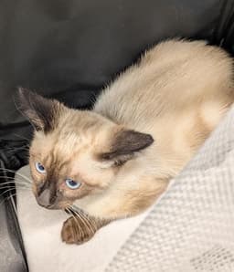Mimi image 1
