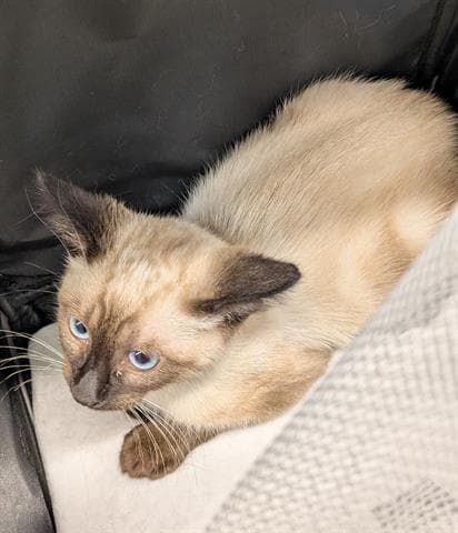 Mimi - Siamese