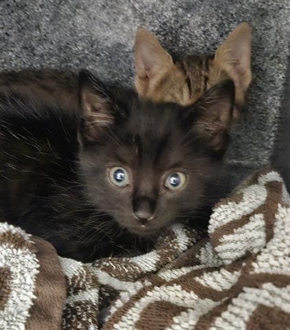 Joey - Domestic Short Hair
