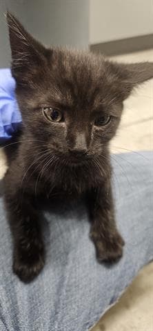 Mitzy - Domestic Short Hair