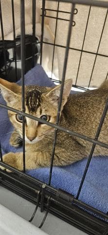 Alvin - Domestic Short Hair