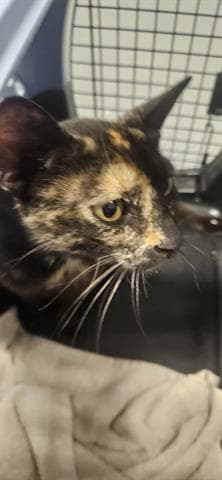 Misty - Domestic Short Hair