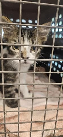 Max - Domestic Short Hair