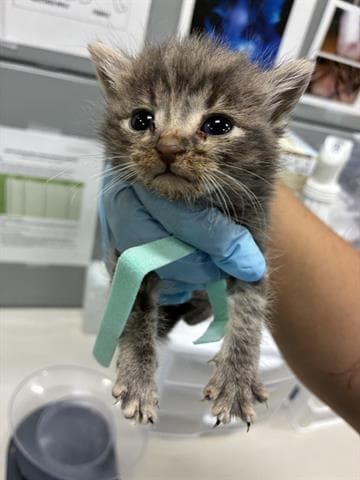 Butters - Domestic Medium Hair