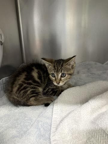 Oakley - Domestic Short Hair