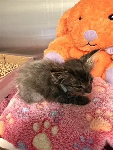 Luno - Domestic Short Hair