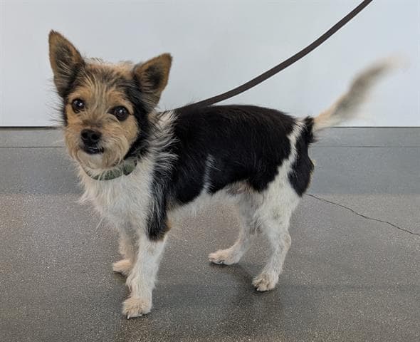 Flavio Lacayo - Cairn Terrier
