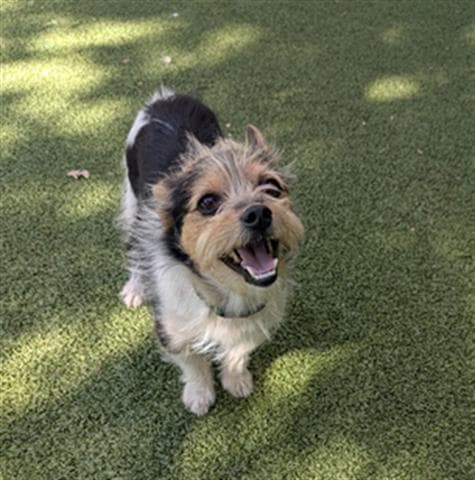 Flavio Lacayo - Cairn Terrier