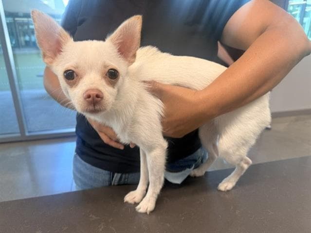 Perla - Chihuahua