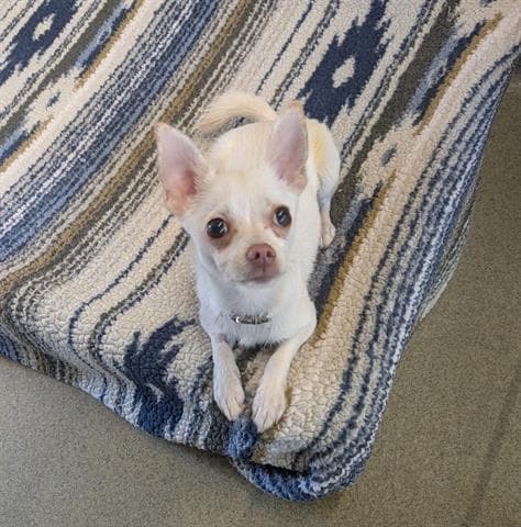 Perla - Chihuahua