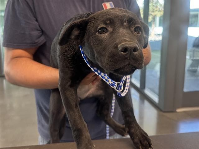 Mikayla - Labrador Retriever