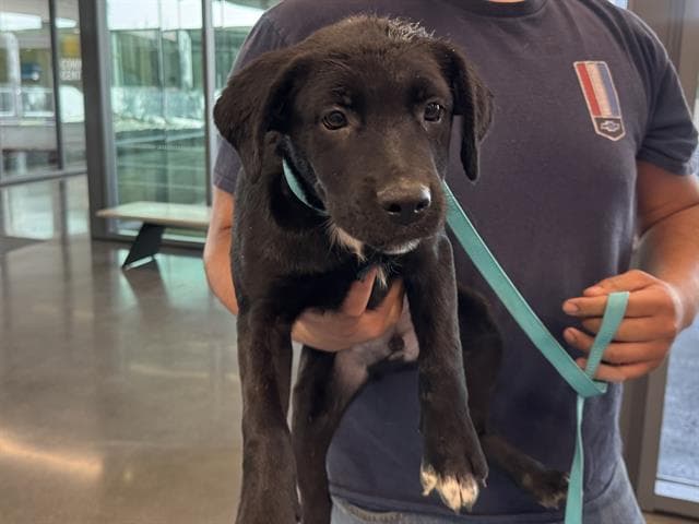 Kevin - Labrador Retriever