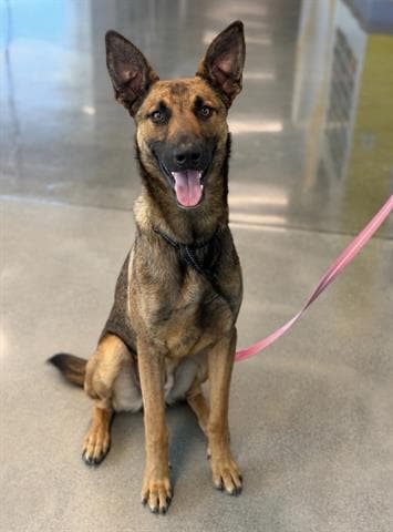 Captain - German Shepherd Dog