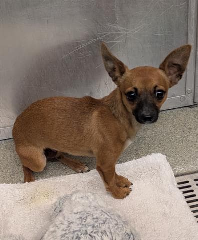 Luna - Chihuahua