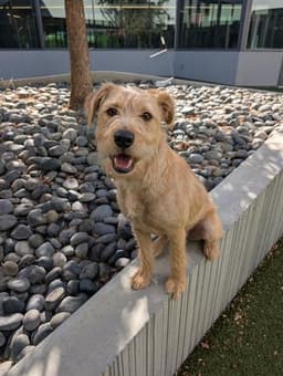 Charlie image 1