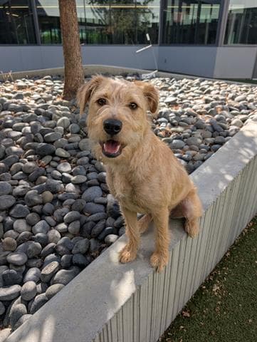 Charlie - Terrier