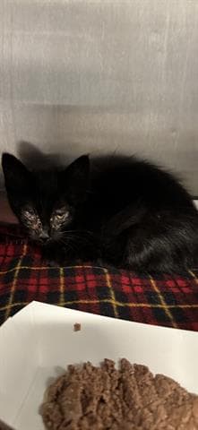 Barn Cat - Domestic Short Hair