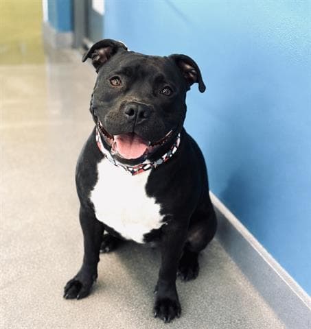 Olivia - Pit Bull Terrier
