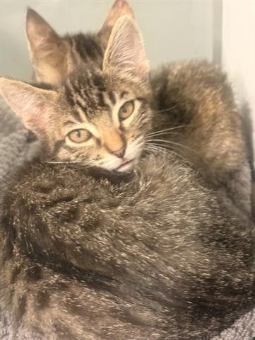 Bella - Domestic Short Hair