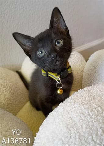 Yo - Domestic Short Hair