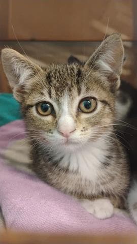 Stella - Domestic Short Hair