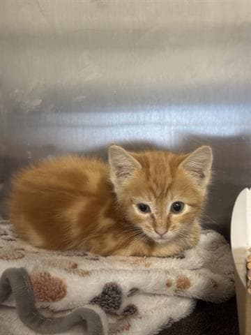 Ginger - Domestic Long Hair