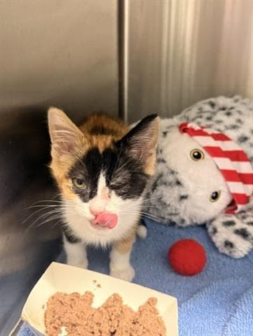 Athena - Domestic Short Hair