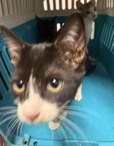 Nova - Domestic Short Hair