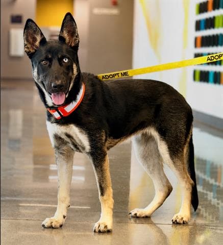 Gwendolyn - German Shepherd Dog