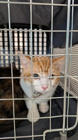 Punkin - Domestic Short Hair